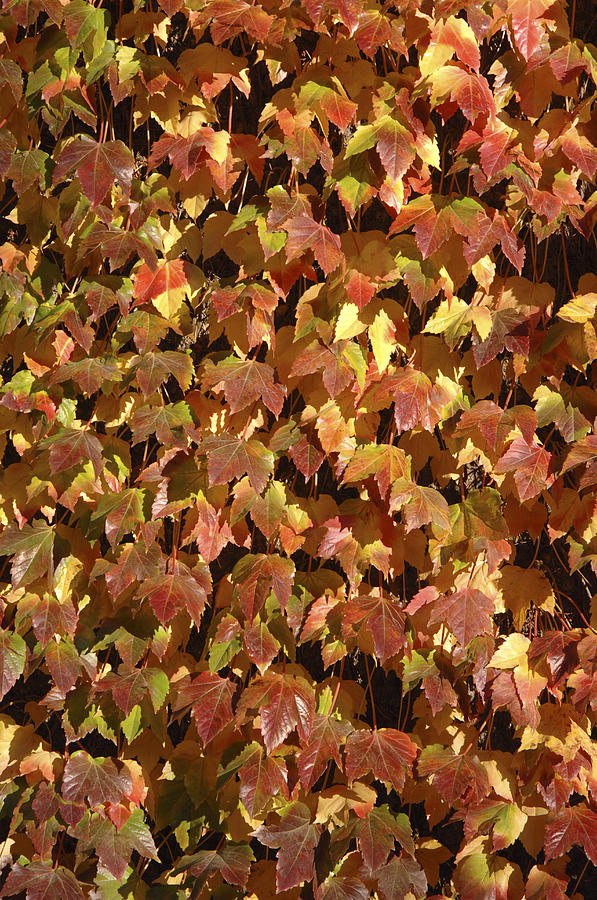 Nature Photograph - Ivy Leaves (parthenocissus Sp.) #1 by Johnny Greig