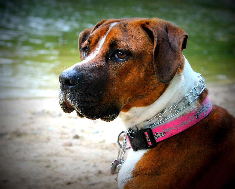 Dog Photograph - Izzy #1 by Rebecca Frank