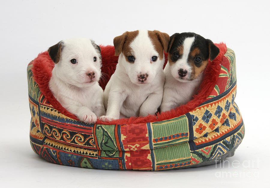 Animal Photograph - Jack Russell Terrier Puppies #1 by Mark Taylor