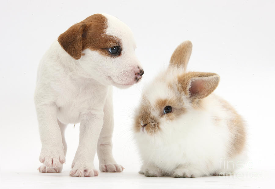 Nature Photograph - Jack Russell Terrier Puppy And Baby #1 by Mark Taylor