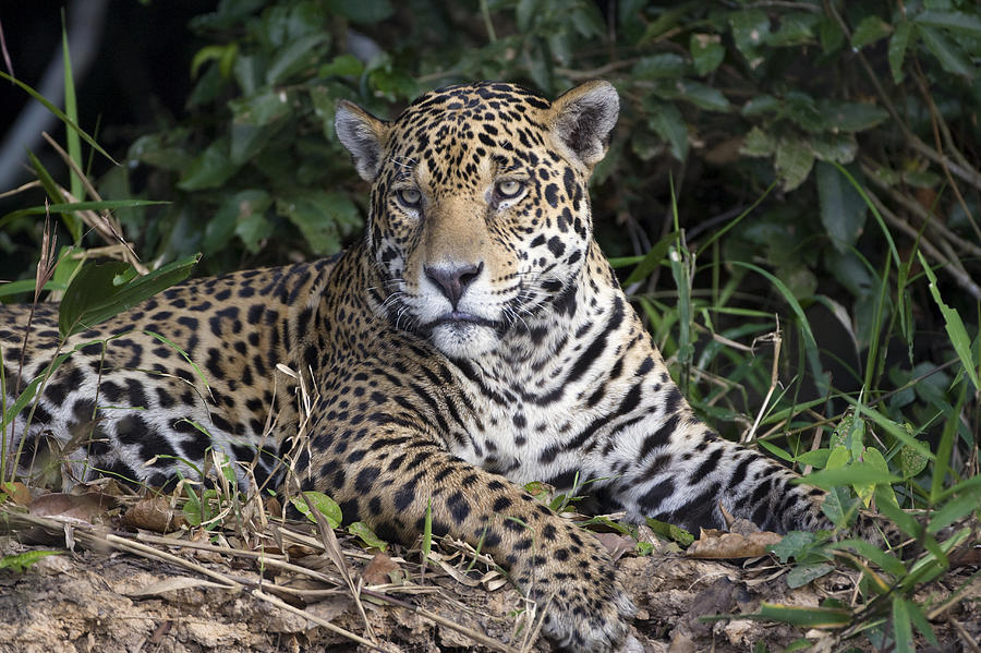 Jaguar Cuiaba River Brazil #1 Photograph by Suzi Eszterhas