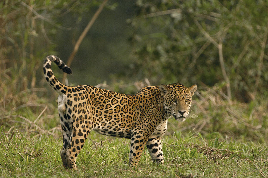 Jaguar Panthera Onca Male, Cuiaba #1 Photograph by Pete Oxford