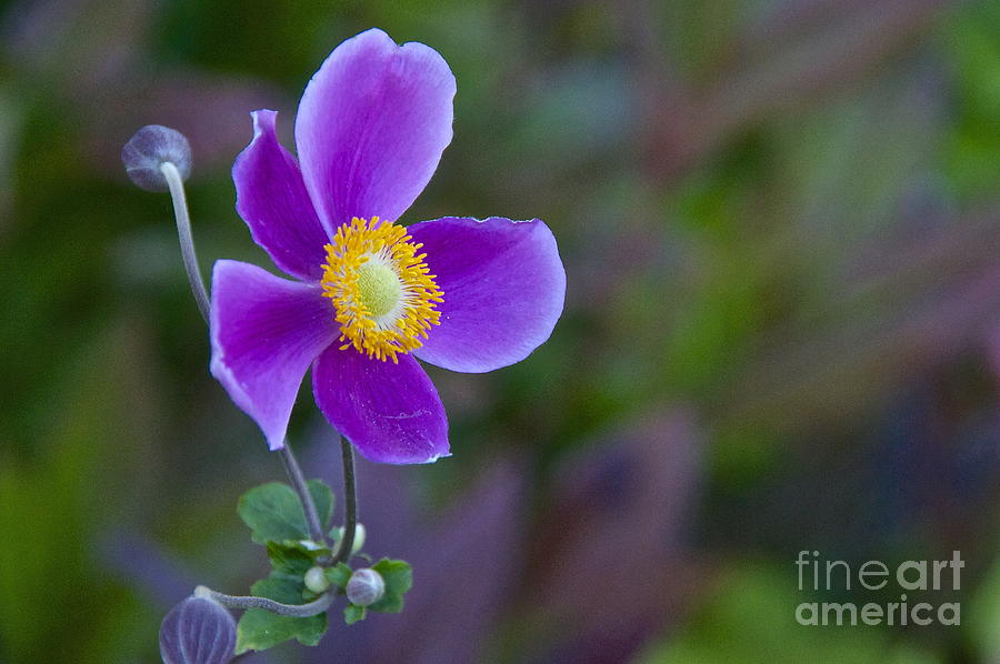 Nature Photograph - Japanese Anemone #1 by Sean Griffin