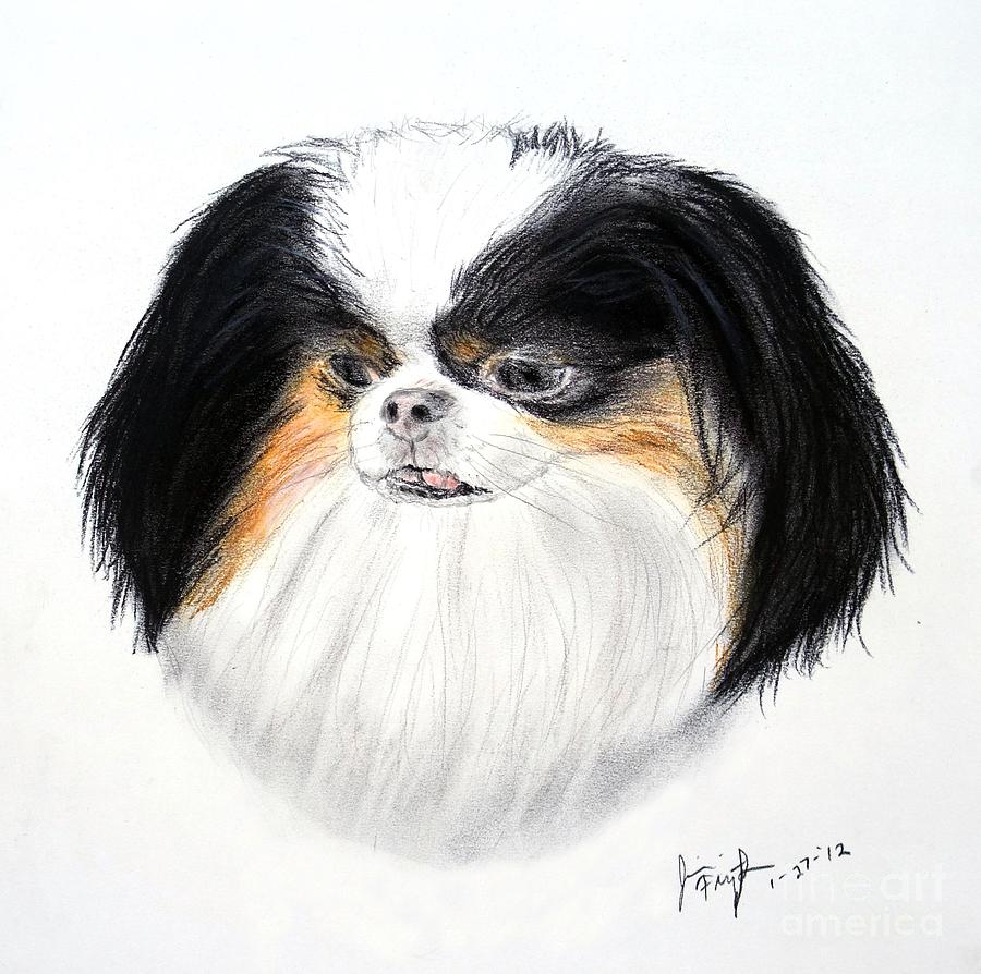 Japanese Chin Dog Portrait #1 Drawing by Jim Fitzpatrick