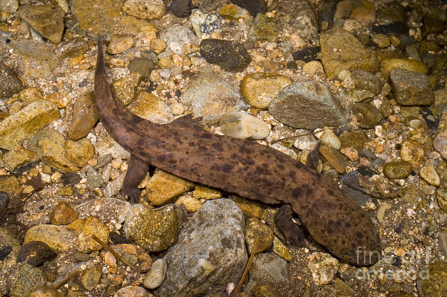 Japanese Giant Salamander #1 Photograph by Dante Fenolio