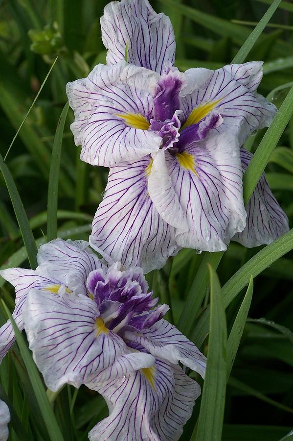 Japanese Iris #1 Photograph by Sandy Collier