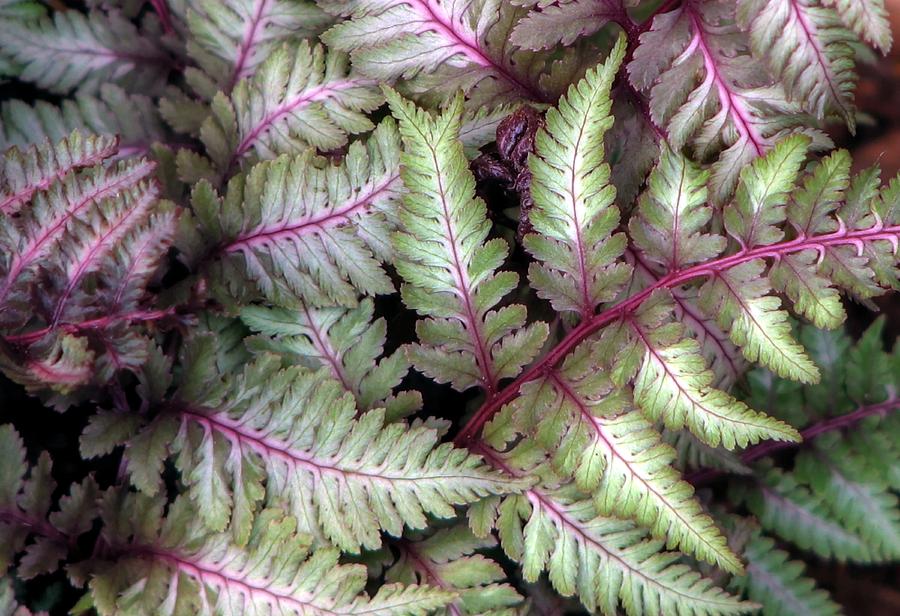 Japanese Painted Fern #2 Photograph by Chris Anderson