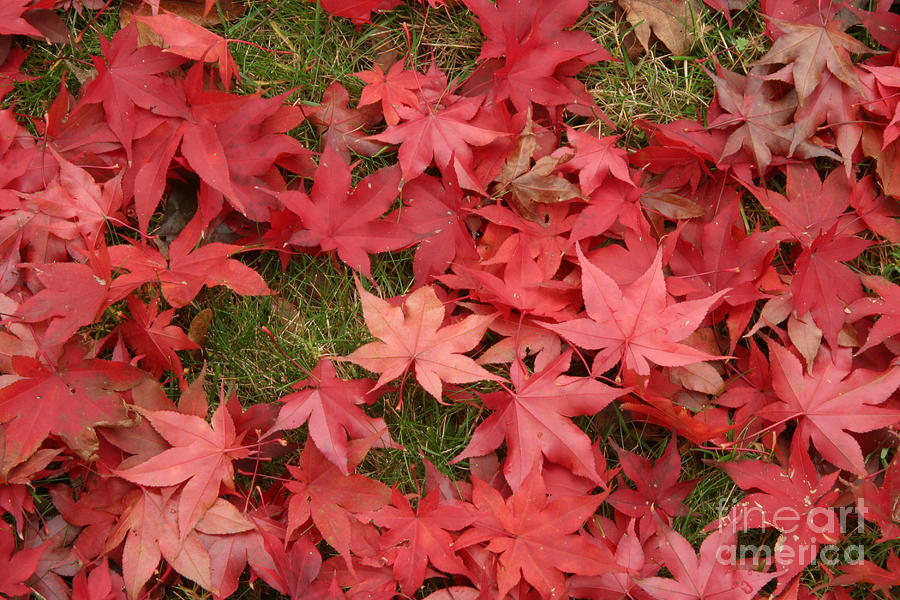 Japanese Red Maple Leaves #1 Photograph by Ted Kinsman