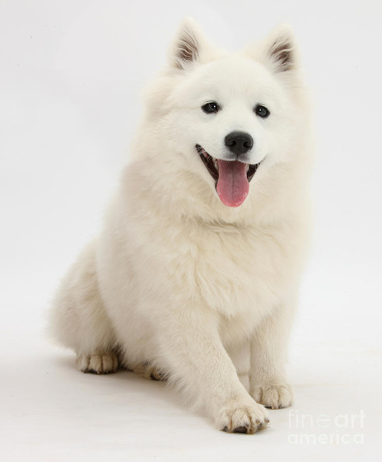 Japanese Spitz Dog #1 Photograph by Mark Taylor