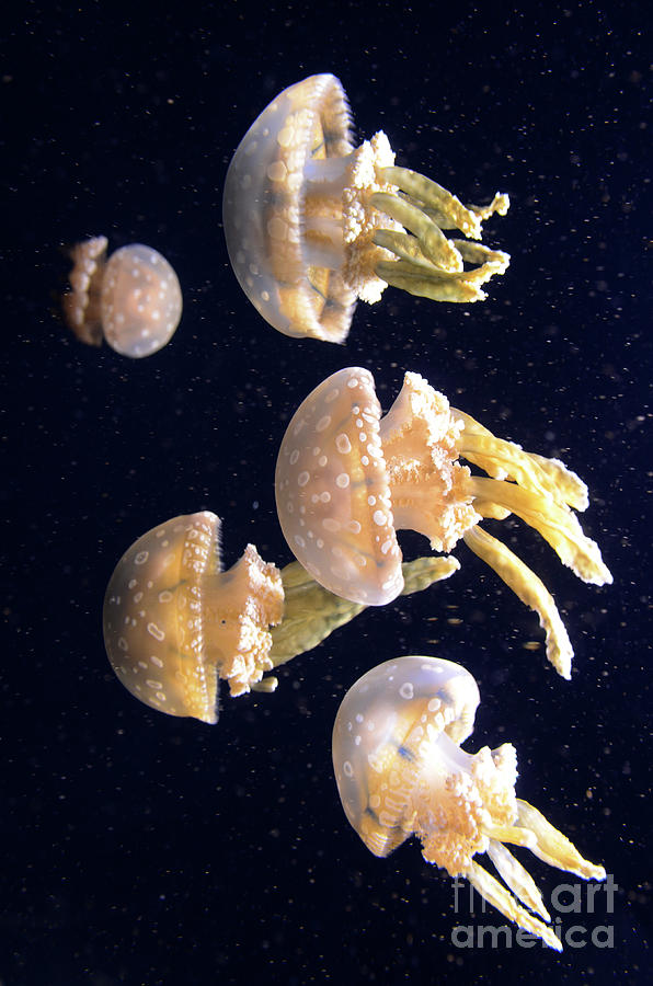 Jellyfish 3 #1 Photograph by Bob Christopher