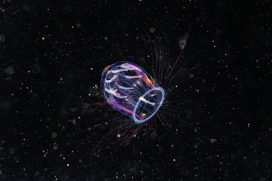 Nature Photograph - Jellyfish #1 by Alexander Semenov