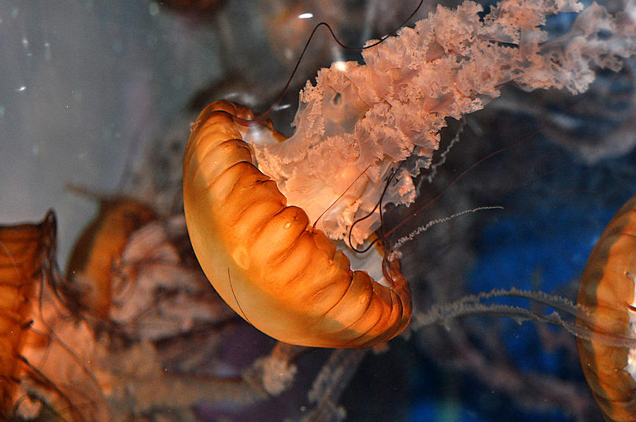 Jellyfish #1 Photograph by Allan Rothman