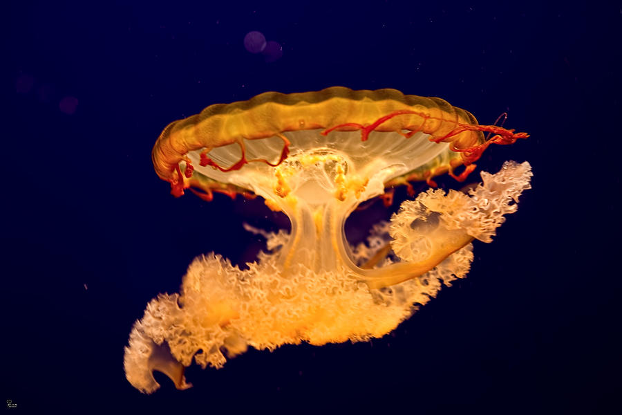 Jellyfish #1 Photograph by Jason Blalock
