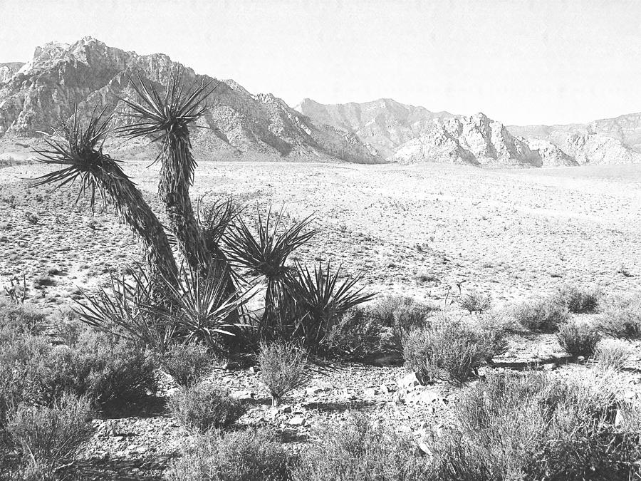 Joshua Tree And Mount Wilson #1 Photograph by Frank Wilson