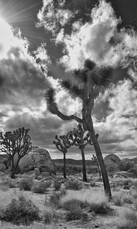 Joshua Tree #1 Photograph by Sandra Selle Rodriguez