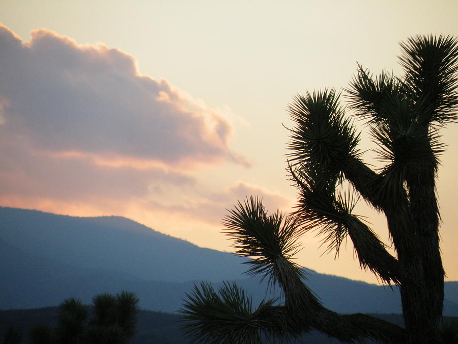 Sunset Photograph - Joshua Tree Silhouette #1 by Claire Plowman