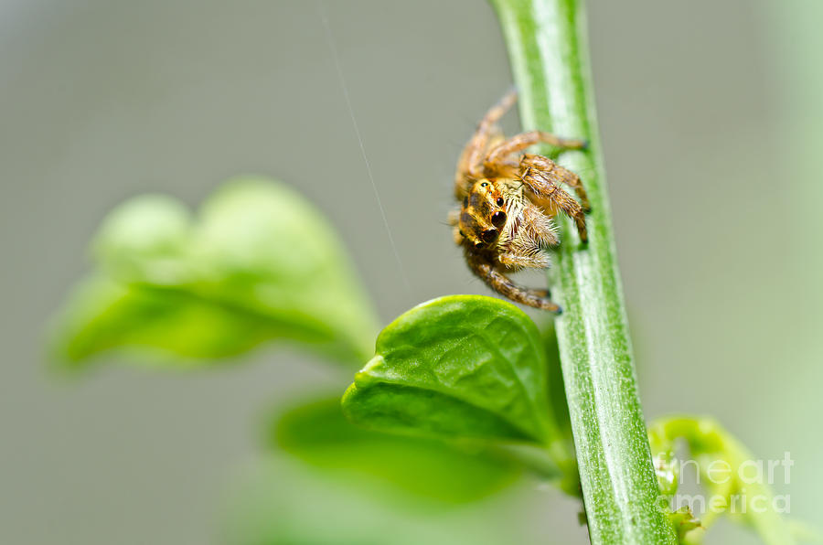 Jungle Photograph - Jumping spider in green nature #1 by Peerasith Chaisanit