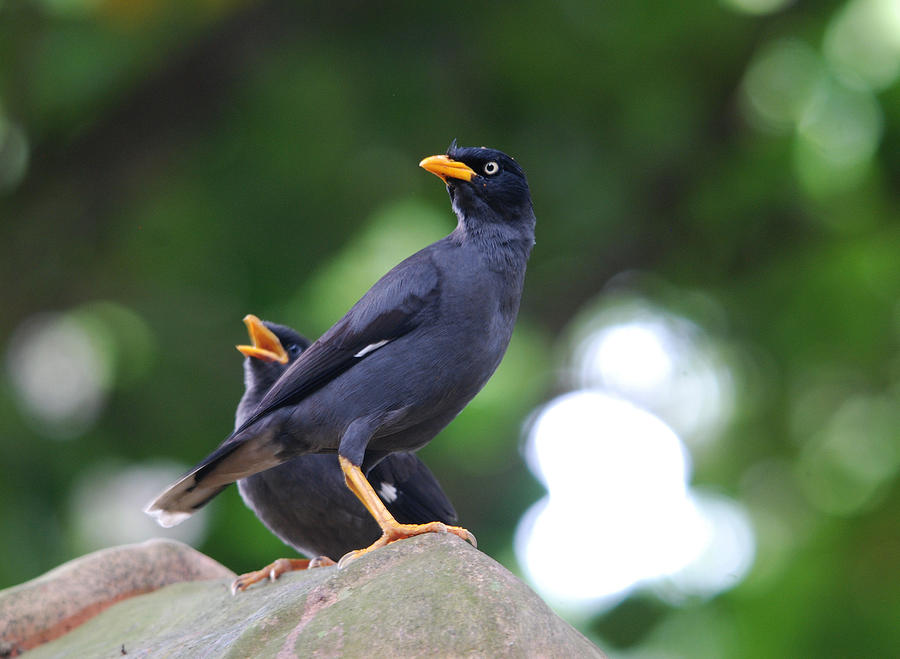 Jungle Myna #1 Photograph by Perry Van Munster