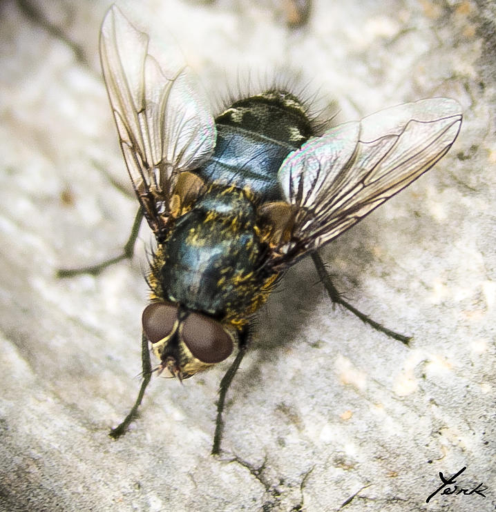 Just a fly Pyrography by Shane York - Fine Art America