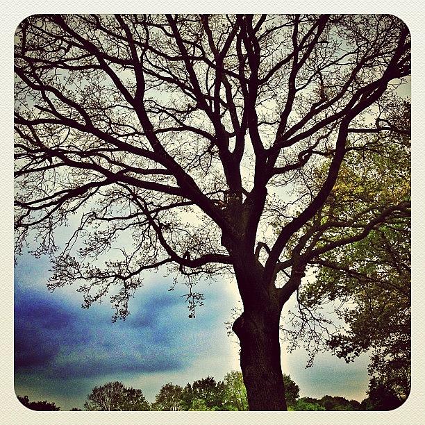 Landscape Photograph - Just A #tree #1 by Wilbert Claessens