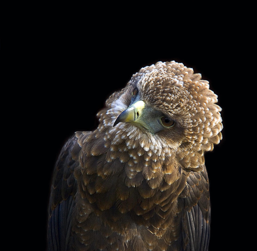 Juvenile Bateleur Eagle Photograph by Linda Wright - Fine Art America