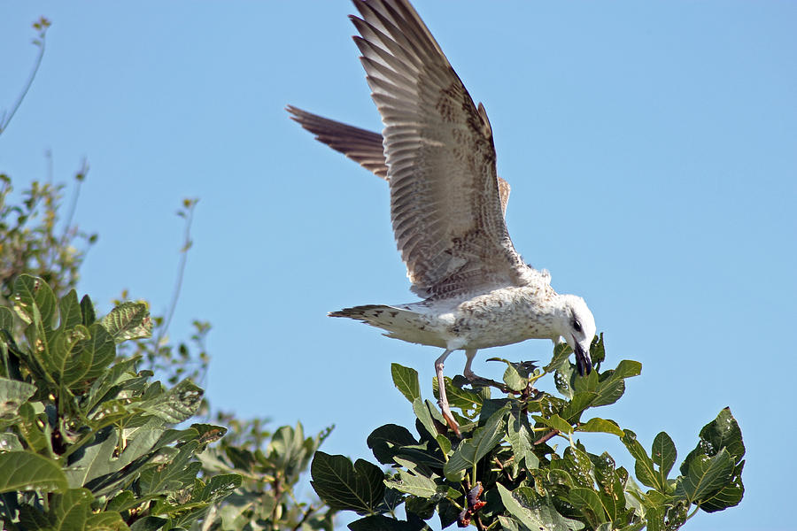 Juvenile Herring Gull #1 Photograph by Tony Murtagh