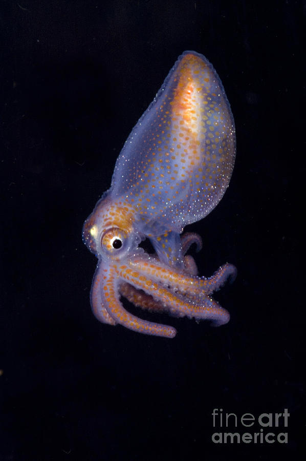Juvenile Octopod #2 Photograph by Dante Fenolio