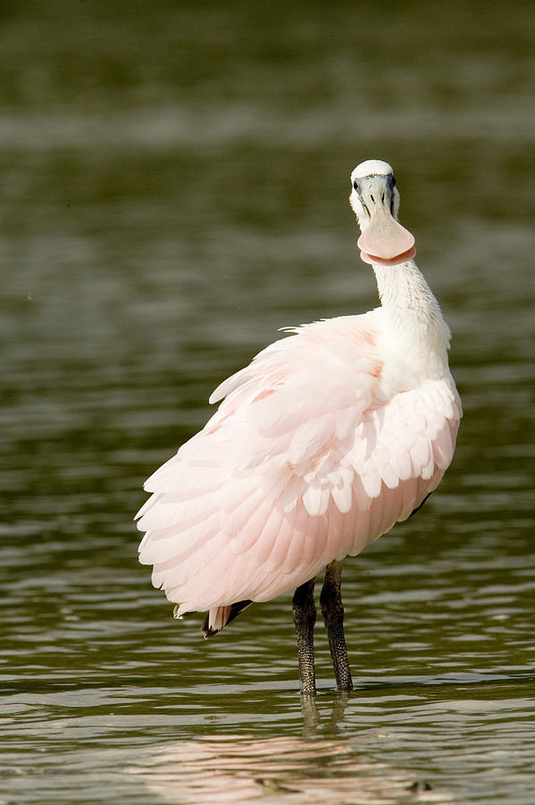 Juvenile Roseate Spoonbill Ajaia Ajaja Photograph by Tim Laman