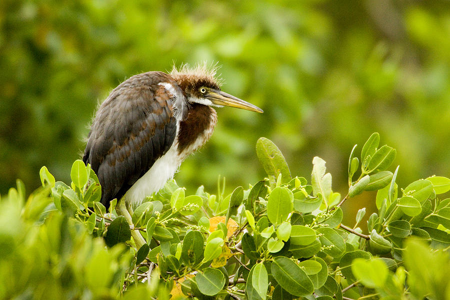 Juvenile Tricolored Heron Egretta Photograph by Tim Laman