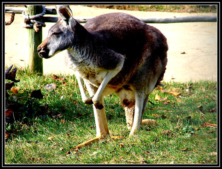 Kangaroo #1 Photograph by Anand Swaroop Manchiraju