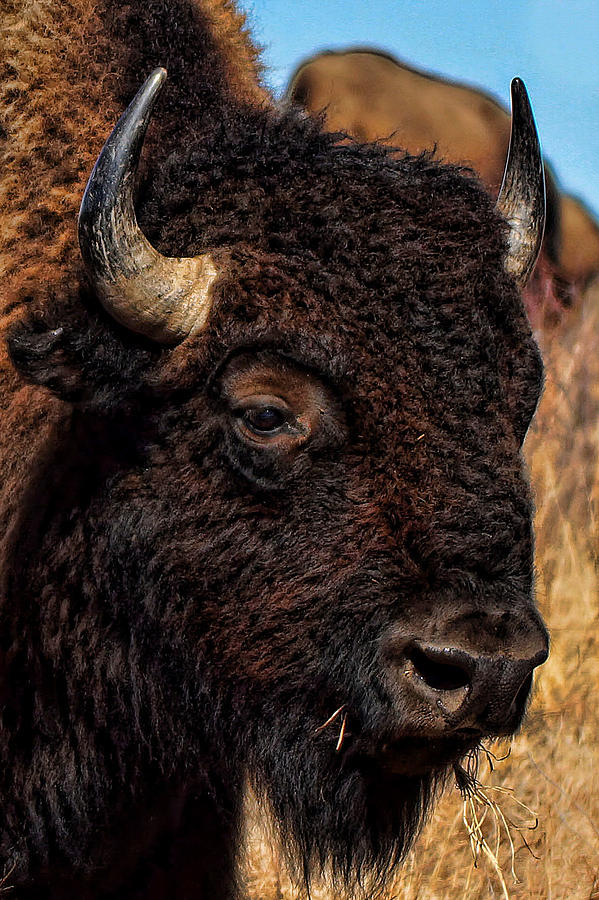 Kansas Buffalo #1 Photograph by Alan Hutchins