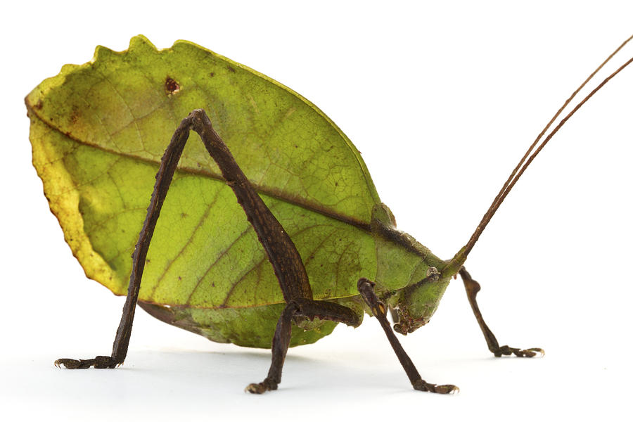 Animal Photograph - Katydid Leaf Mimic La Selvacosta Rica #1 by Piotr Naskrecki