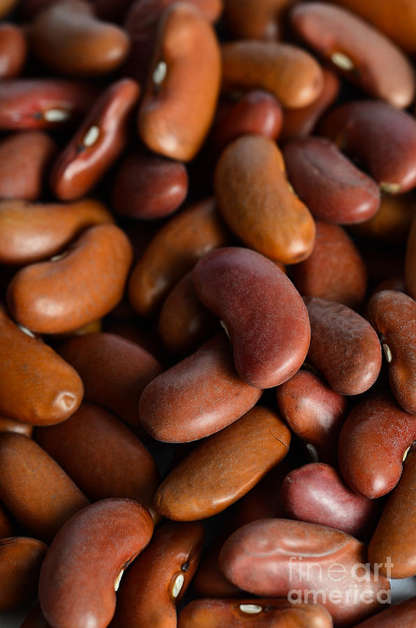 Kidney Bean #1 Photograph by Photo Researchers, Inc.