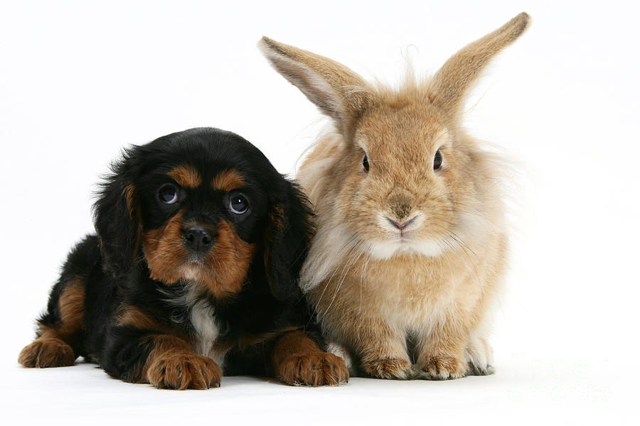 King Charles Spaniel And Rabbit #1  by Mark Taylor
