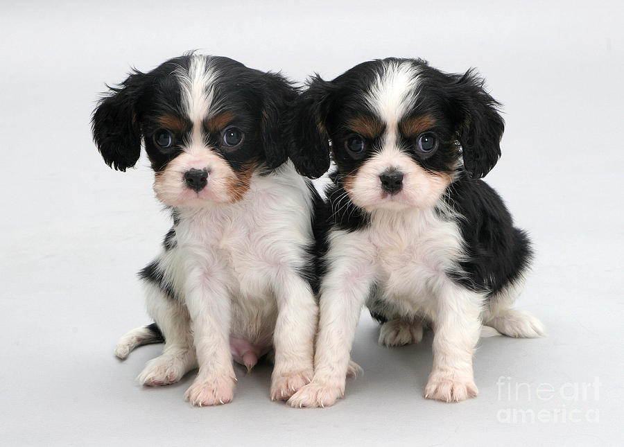 King Charles Spaniel Puppies #1 Photograph by Jane Burton