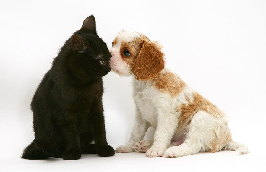 Cavalier king charles spaniel sales cats