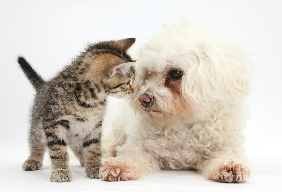 Kitten And Bichon Frise Dog #1 Photograph by Mark Taylor