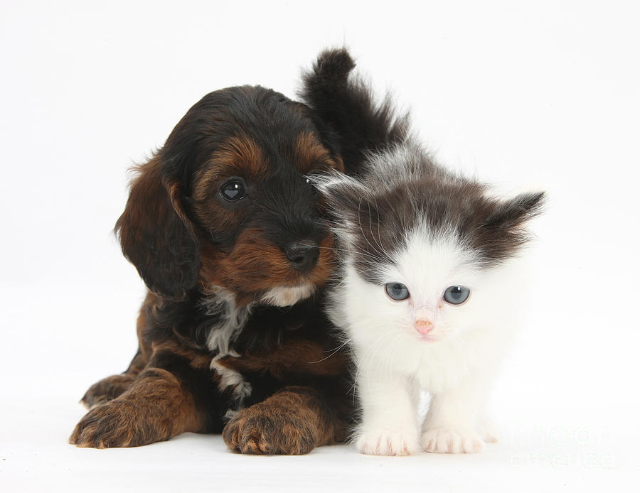 Animal - Kitten And Cockapoo Puppy by Mark Taylor Animal - Kitten And Cockapoo Puppy by Mark Taylor