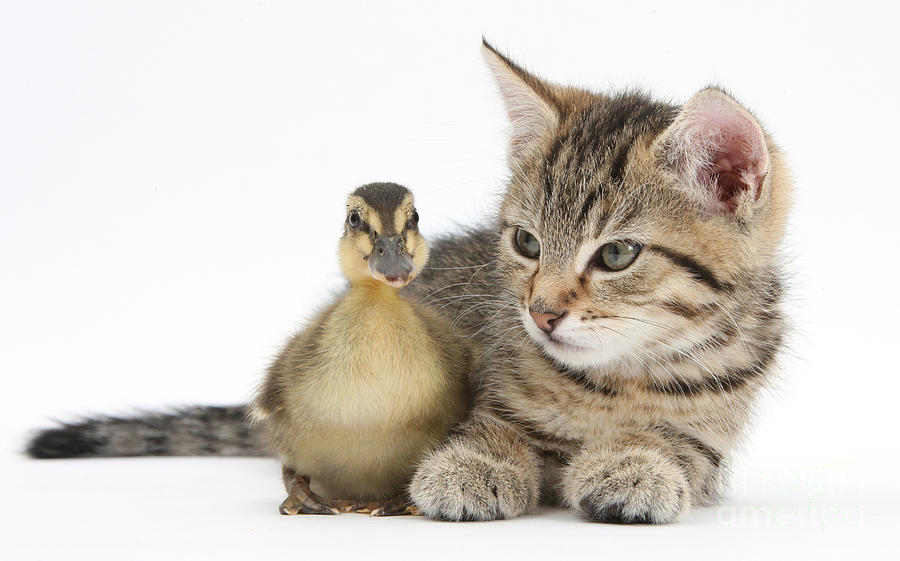 Nature Photograph - Kitten And Duckling #1 by Mark Taylor