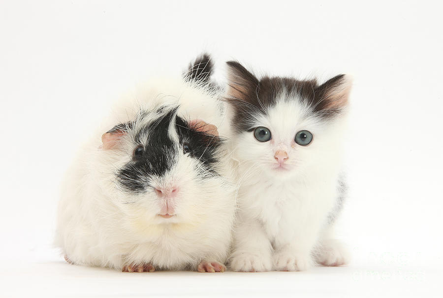 Kitten And Guinea Pig #1 Photograph by Mark Taylor