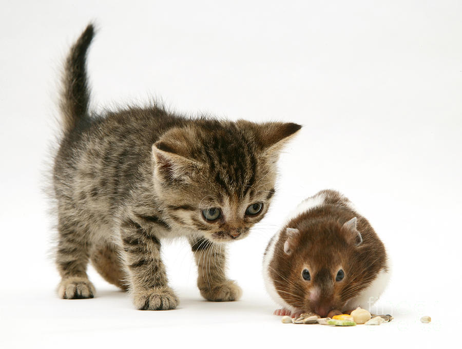 Kitten And Hamster #1 Photograph by Jane Burton