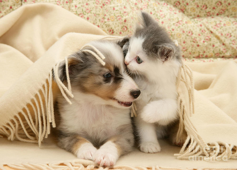 Kitten And Pup #1 Photograph by Jane Burton
