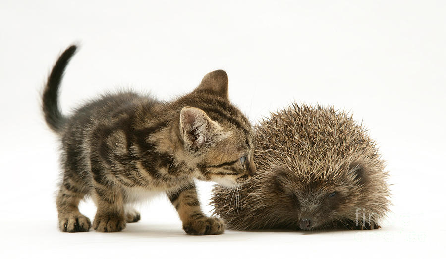 Animal Photograph - Kitten Inspecting Hedgehog #1 by Jane Burton