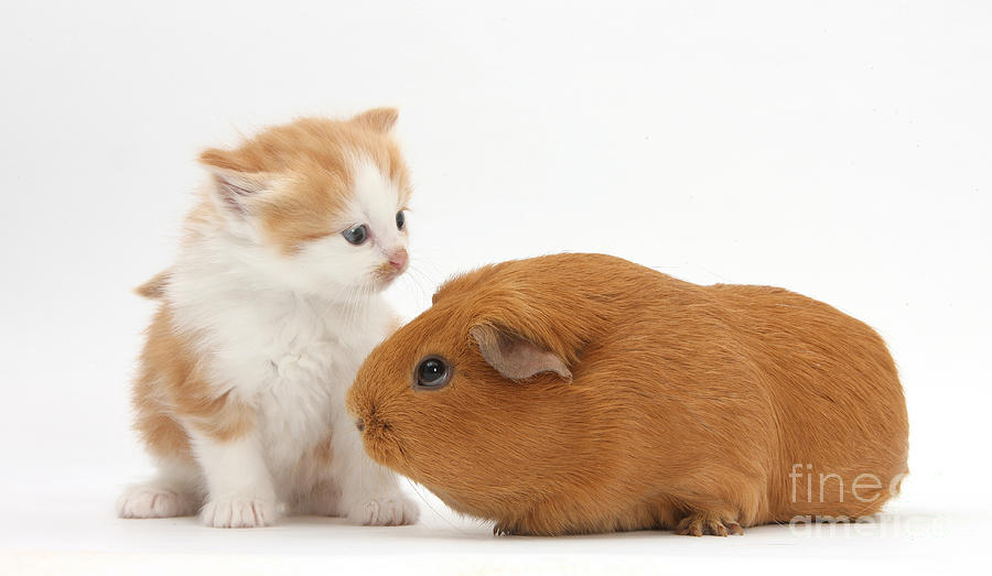 Kitten With Guinea Pig #1 Photograph by Mark Taylor