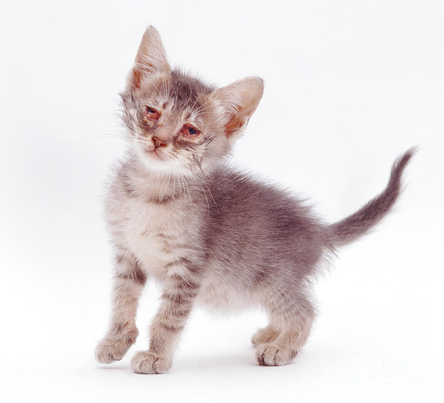 Cat Photograph - Kitten With Severe Conjunctivitis #1 by Jane Burton