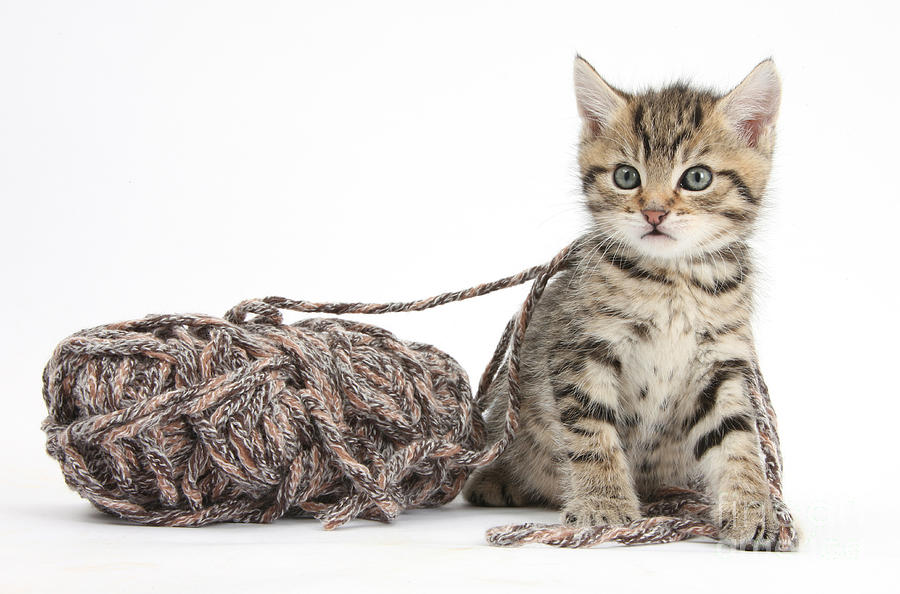 Kitten With Yarn #1 Photograph by Mark Taylor