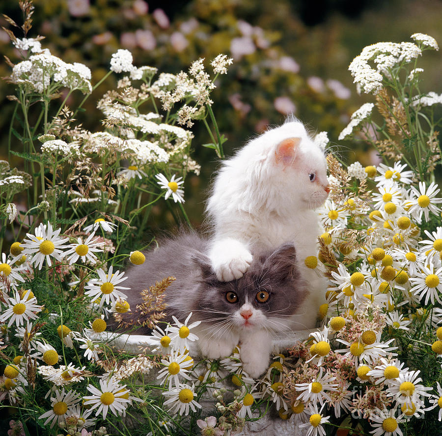 Kittens Among Daisies #1 Photograph by Jane Burton