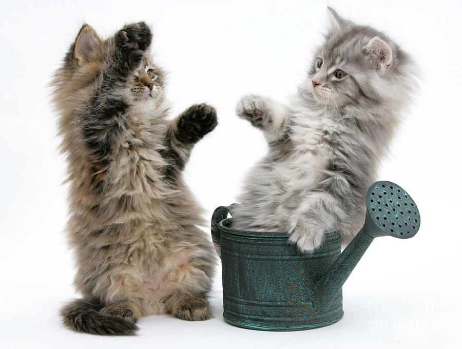 Kittens And Watering Can #1 Photograph by Mark Taylor