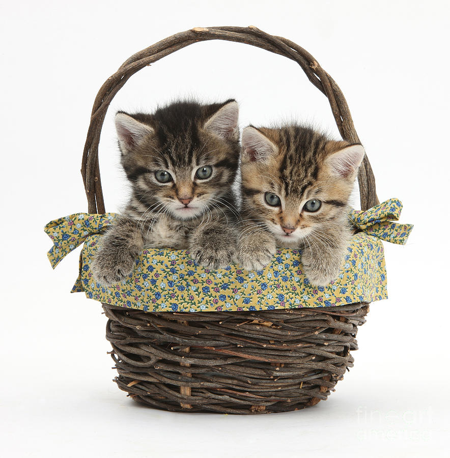 Kittens In A Basket #1  by Mark Taylor
