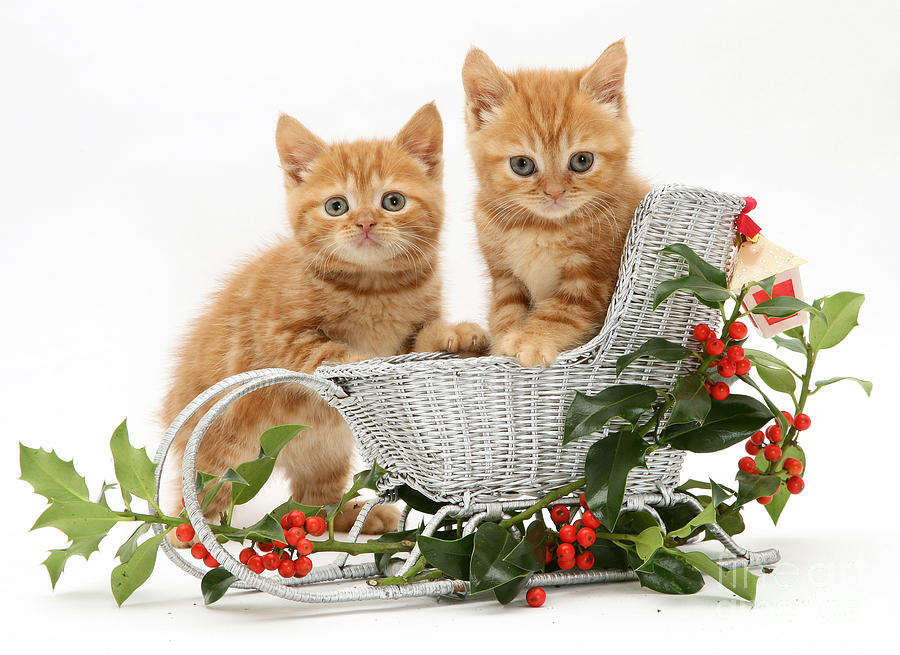 Kittens With A Sledge #1 Photograph by Jane Burton